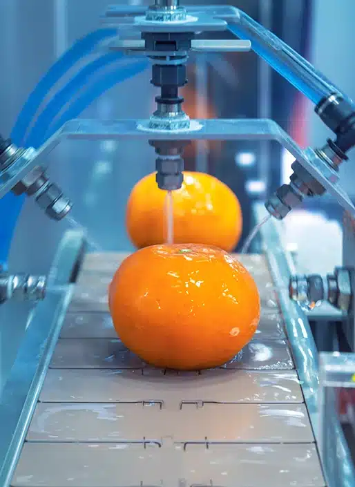 Water cleaning orange on conveyor belt