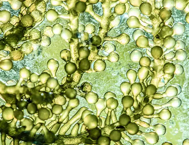 Carbon-Neutral and Bio-Based Chemicals