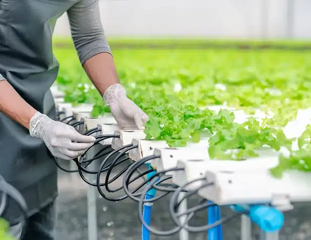 Des mains gantées raccordent des tuyaux au système d'hydroculture de la laitue